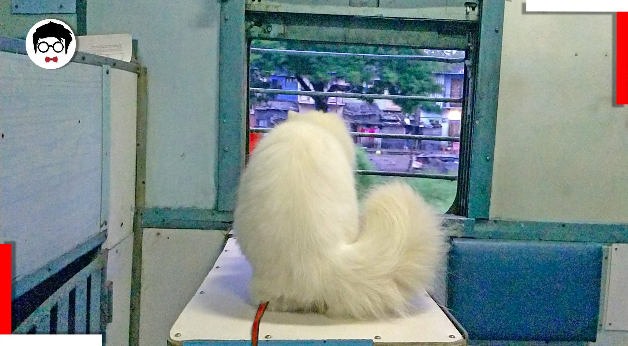 how to travel with pets in indian railways